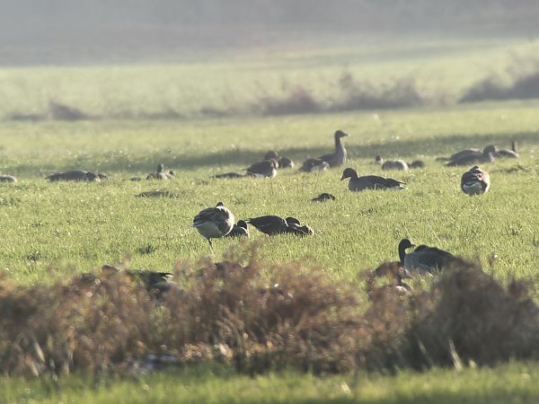 Zwerggans  - Jan Stieg