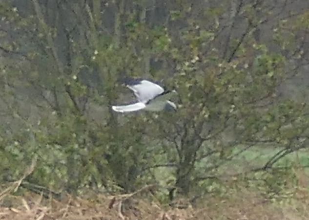 Kornweihe  - Stefan Fricke