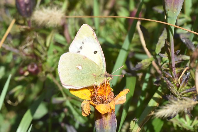 Safranera de l'alfals  - Purnendu Roy