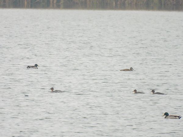 szlachar  - Natalia Gorczowska