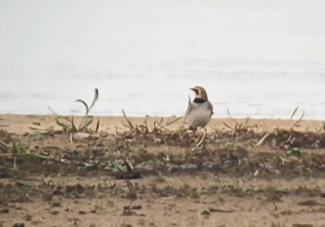 górniczek  - Michał Polakowski