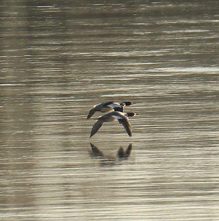 szlachar  - Krzysztof Nowak