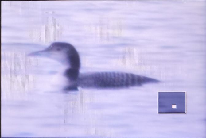 Eistaucher  - Tadeusz Sobuś