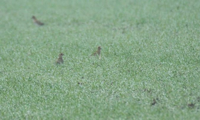 Piviere dorato  - Alessio Mannello