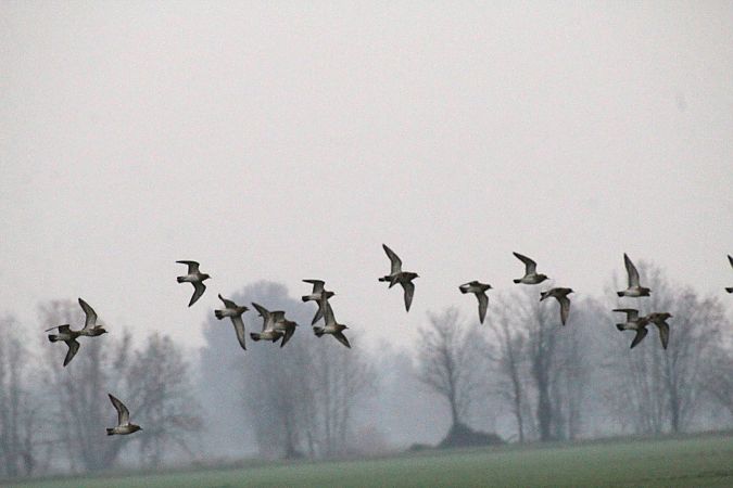 Piviere dorato  - Alessio Mannello
