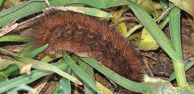 Phragmatobia fuliginosa  - Michele Cento