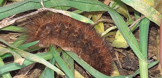 Phragmatobia fuliginosa  - Michele Cento