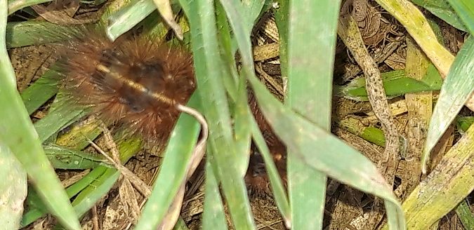 Phragmatobia fuliginosa  - Michele Cento