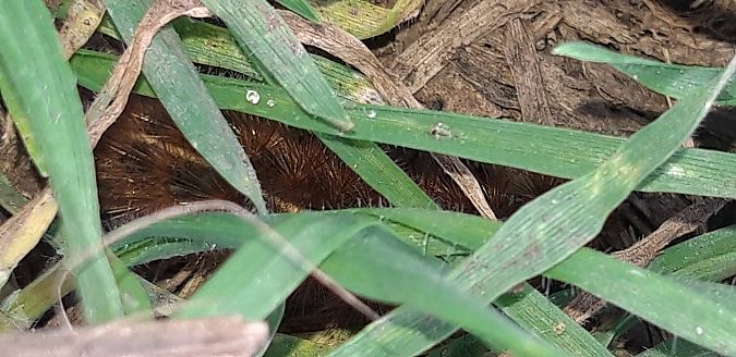 Phragmatobia fuliginosa  - Michele Cento