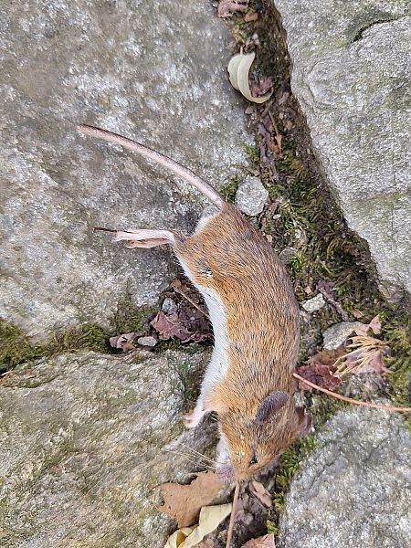 Mulot indéterminé  - Nicola Larroux