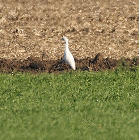 Héron garde-boeufs  - Chris Zlatar