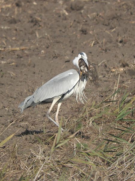Airone cenerino  - Massimo Tassinari