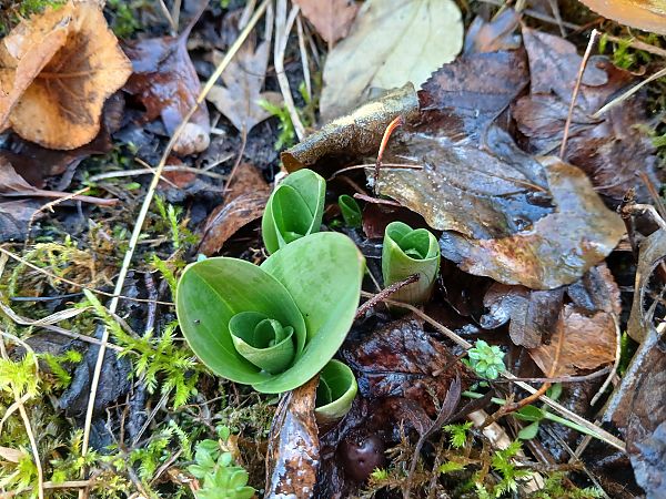 Orchis purpurea  - Alain Falvard