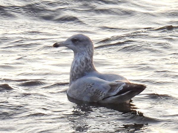 European Herring Gull  - Kacper Mikulski