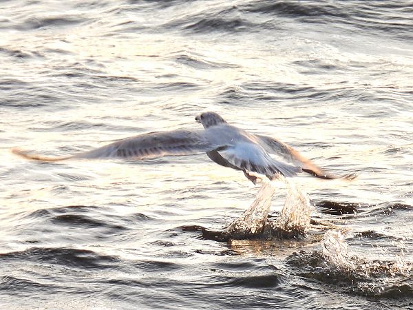 Goéland argenté  - Kacper Mikulski