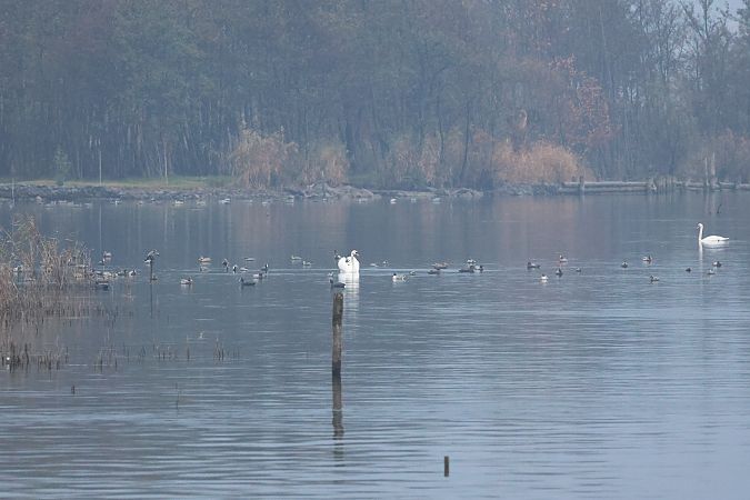 Cigno reale  - Adelfina Aldrovandi