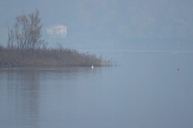 Cigno reale  - Adelfina Aldrovandi