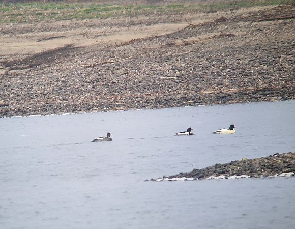 szlachar  - Tomasz Zarzycki