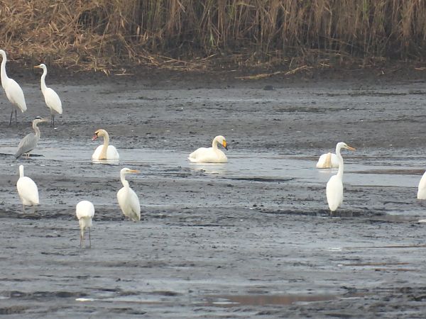 Singschwan  - Kacper Mikulski