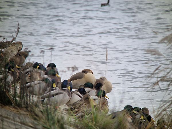 gęsiówka egipska  - Tomasz Zarzycki