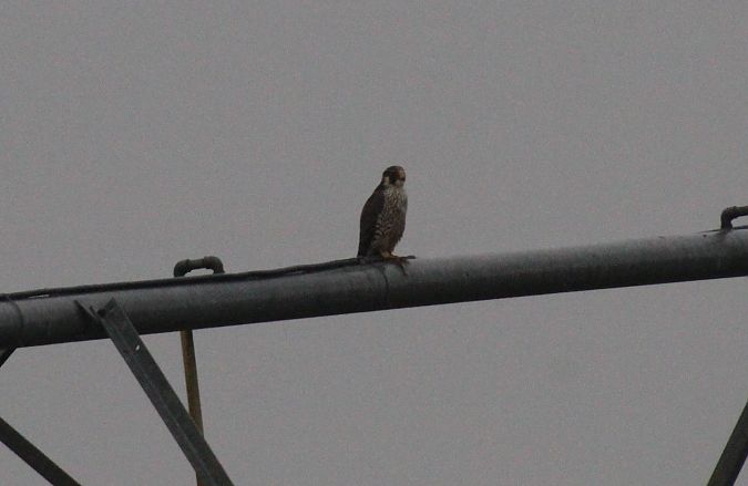 Falco pellegrino  - Alessio Mannello