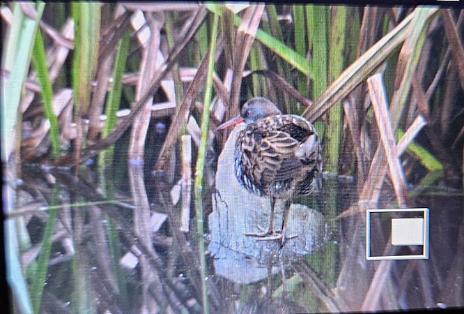 Water Rail  - Anna Kamilewicz-Wicik