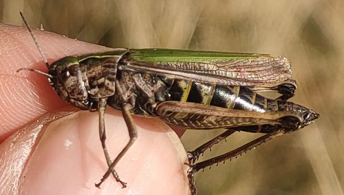 Omocestus viridulus  - Daniele Baroni