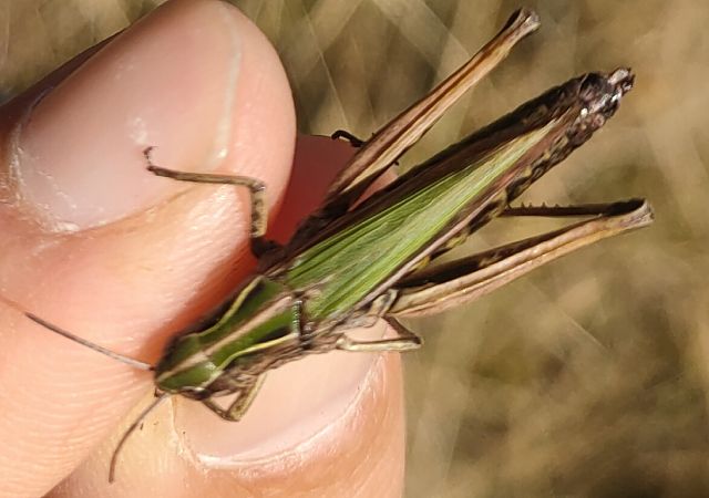 Criquet verdelet  - Daniele Baroni