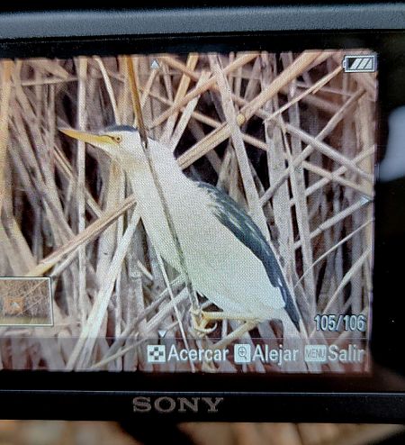 Martinet menut  - anònim