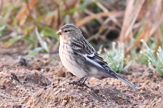 rzepołuch  - Paweł Zaniecki