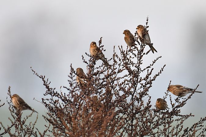 Linotte à bec jaune  - Paweł Zaniecki