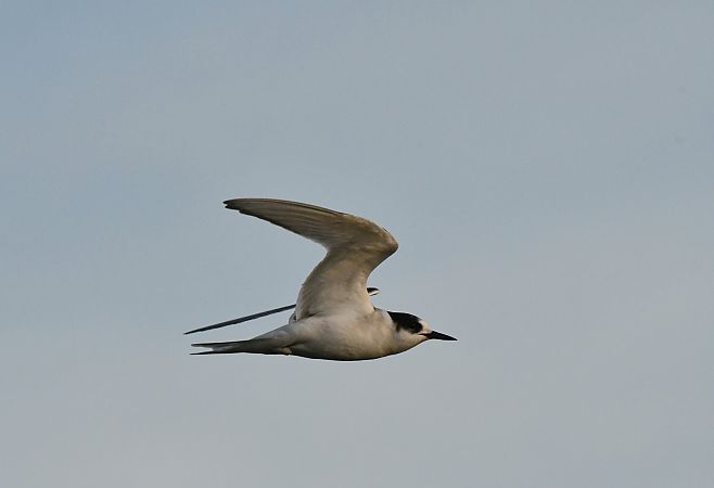 Arctic Tern  - Karolina Stąpór