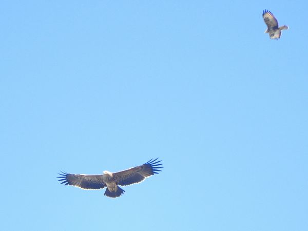 Aquila imperiale  - Massimo Tassinari