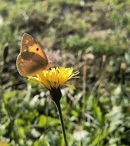 Colias alfacariensis / hyale  - Klaus Vanscheidt