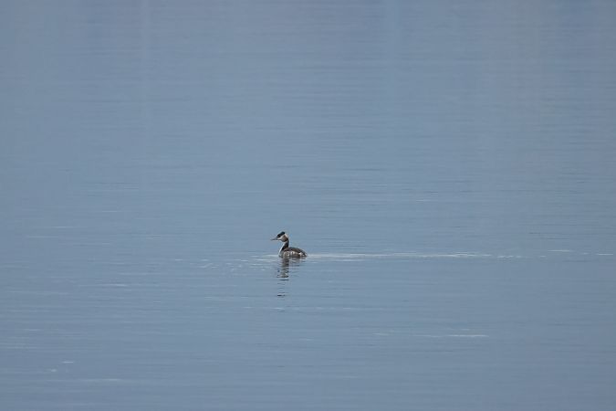 Svasso maggiore  - Adelfina Aldrovandi