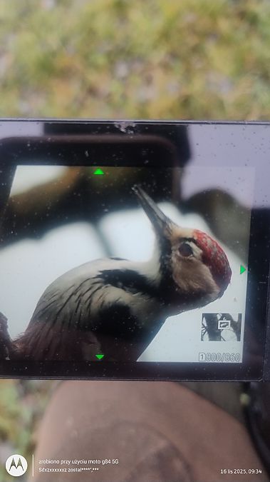 dzięcioł białogrzbiety  - Jarosław Mydlak