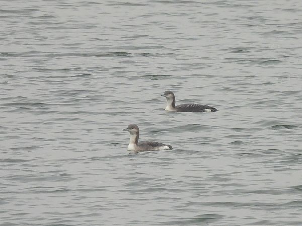 Black-throated Loon  - Natalia Gorczowska