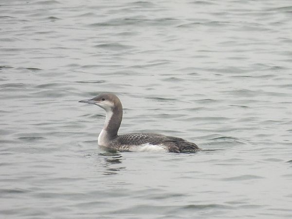 nur czarnoszyi  - Natalia Gorczowska