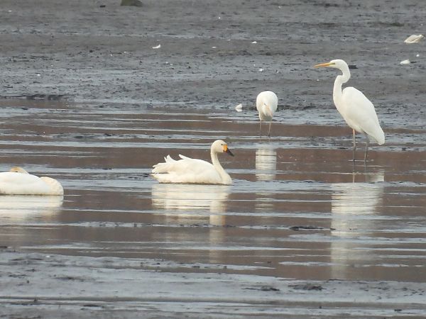 łabędź czarnodzioby  - Kacper Mikulski