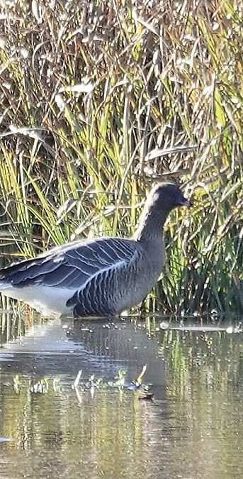 Oie à bec court  - Christine Ludwig