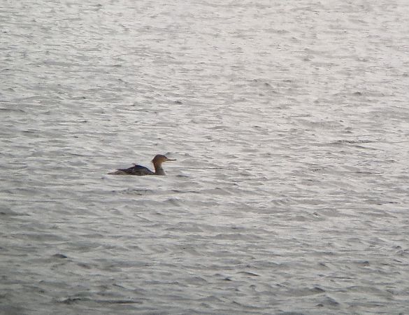 szlachar  - Tomasz Zarzycki