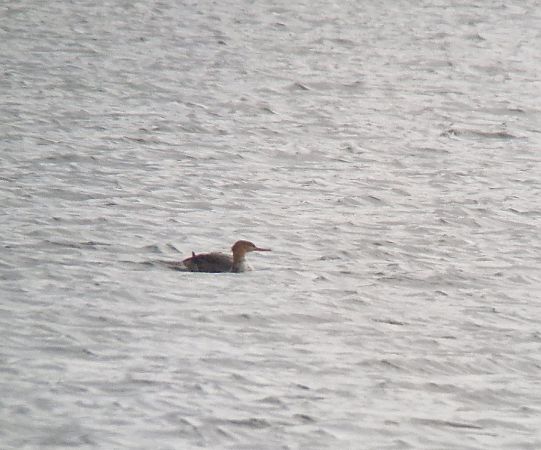 szlachar  - Tomasz Zarzycki