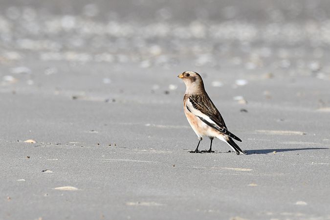 Schneeammer  - Karolina Stąpór