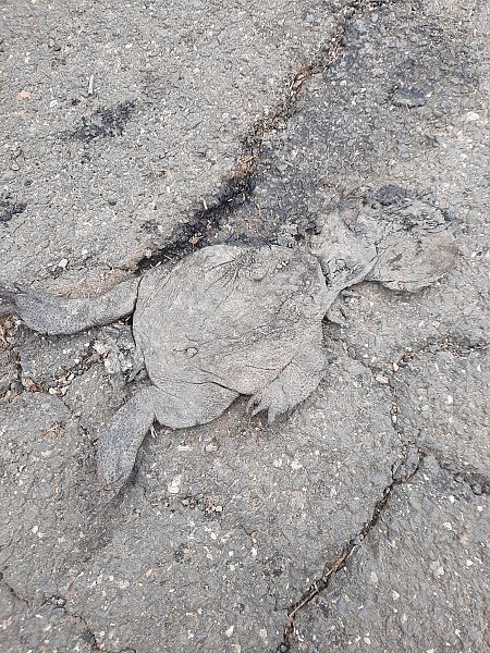 Rospo comune  - Michele Coppola