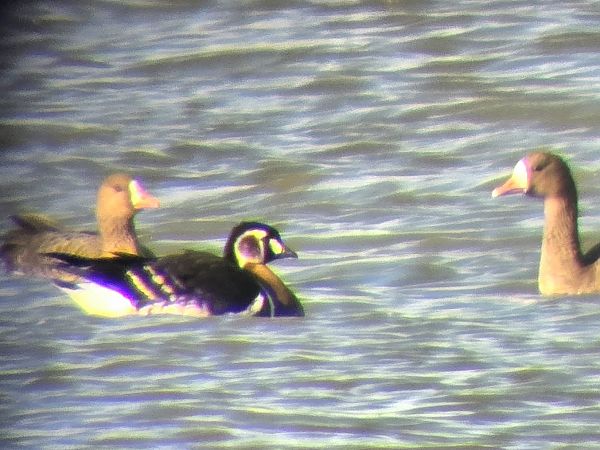 Bernache à cou roux 