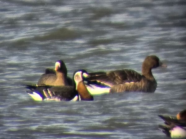 Bernache à cou roux 