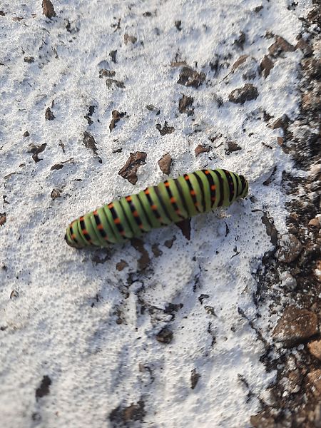 Papilio machaon  - Michele Coppola