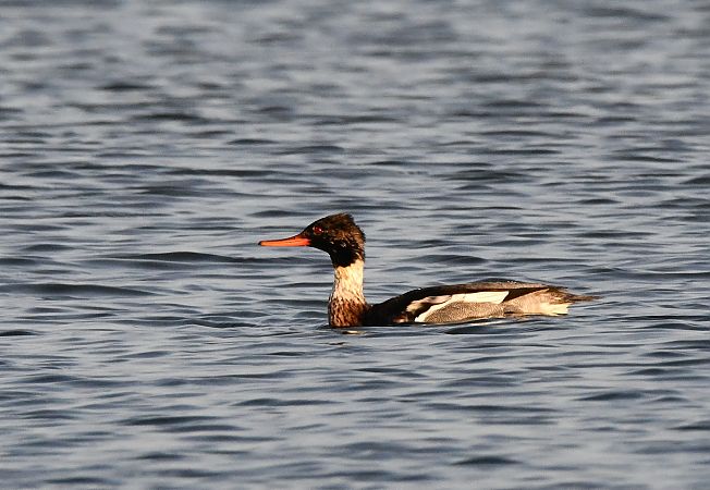 Red-breasted Merganser  - Karolina Stąpór
