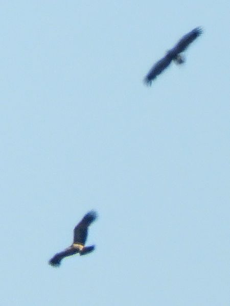 Aquila reale  - Massimo Tassinari