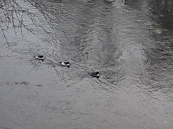 Gänsesäger  - Martin Kümmel